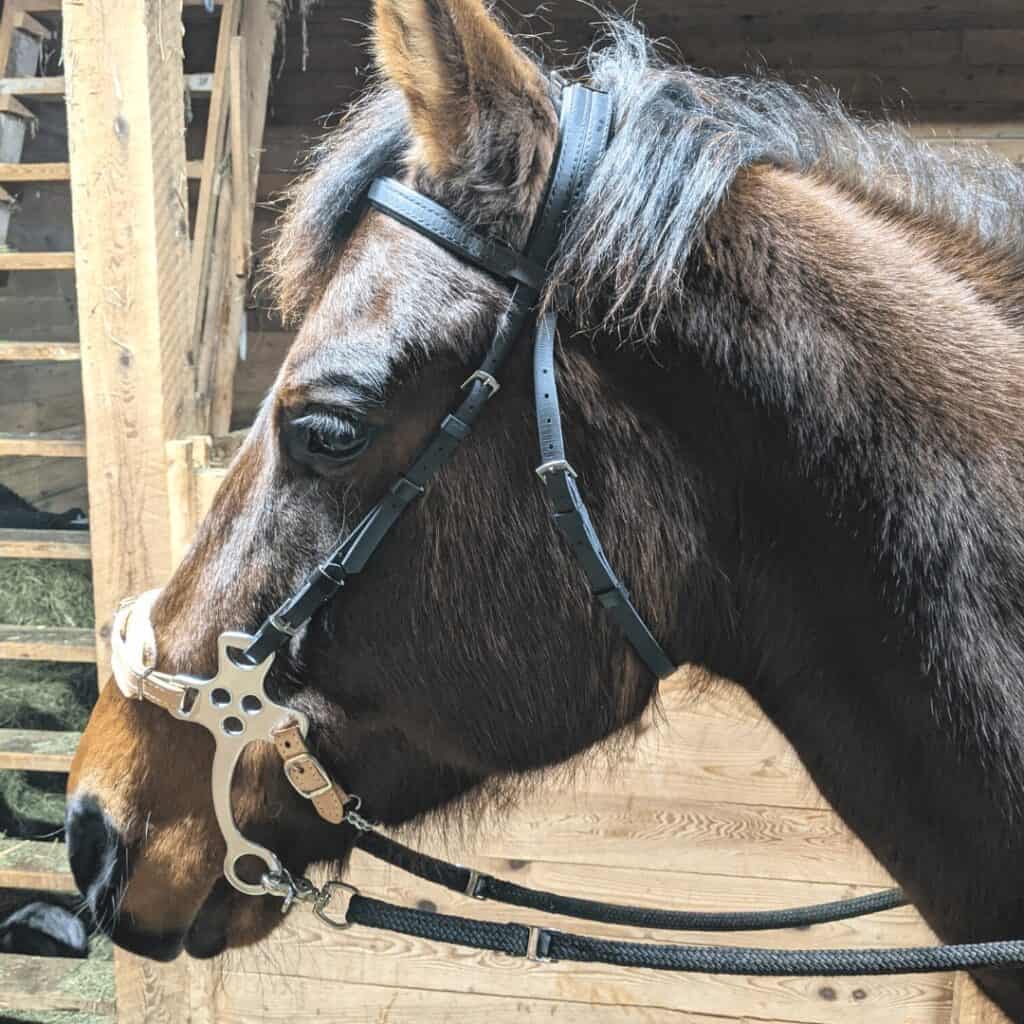 Example of an English Hackamore